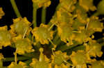 Wild parsnip